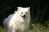 SPITZ ALLEMAND 513